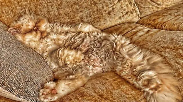 Butuh Ketelitian, 6 Kucing Kamuflase Ini Bikin Mata Terkecoh