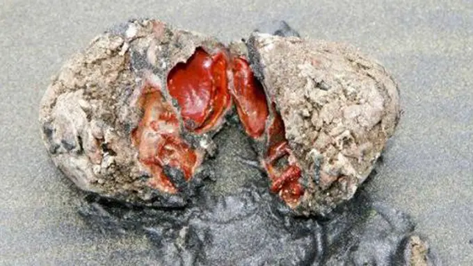 (C) OddityCentral.com