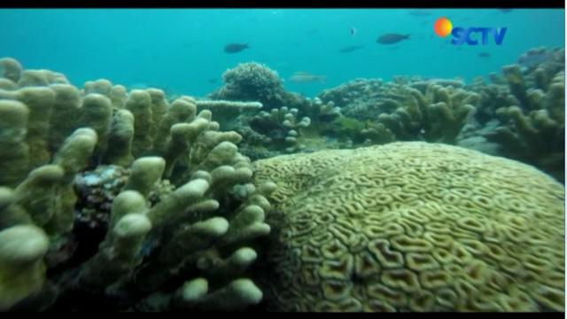 Ada banyak aktivitas air yang bisa kita lakukan di Pulau Tinabo, seperti diving dan snorkelling.