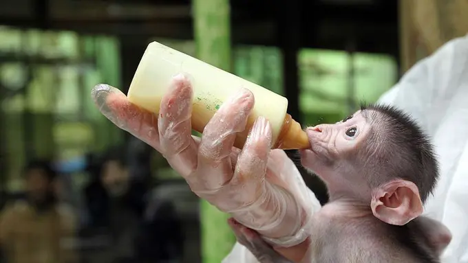 [Bintang] Bayi hewan nyusu botol