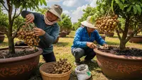 Cara Menanam Kelengkeng di Pot, 10 Langkah Cepat Berbuah Lebat Sepanjang Tahun