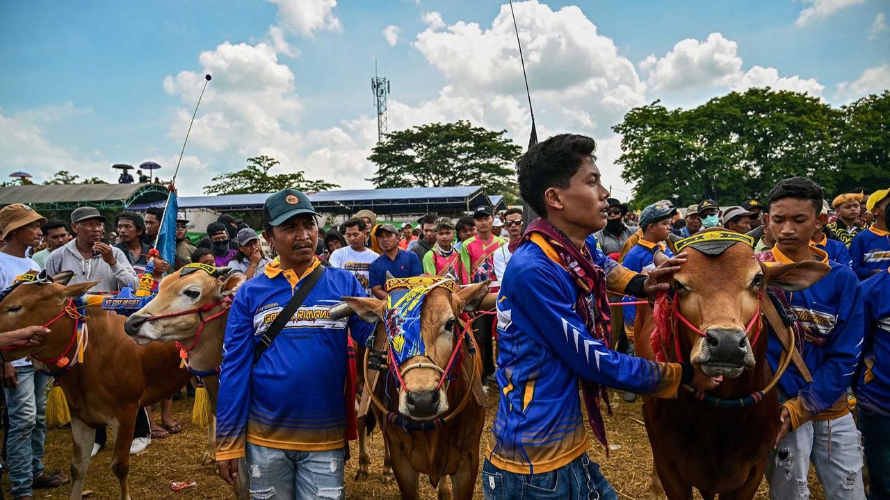 FOTO: Adu Cepat Karapan Sapi di Bangkalan Madura