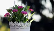 6 Tanaman Hias Gantung dengan Daun Cantik, Cocok Ditempatkan di Berbagai Ruangan