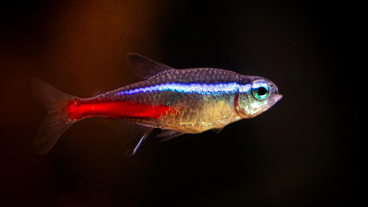 Neon Tetra