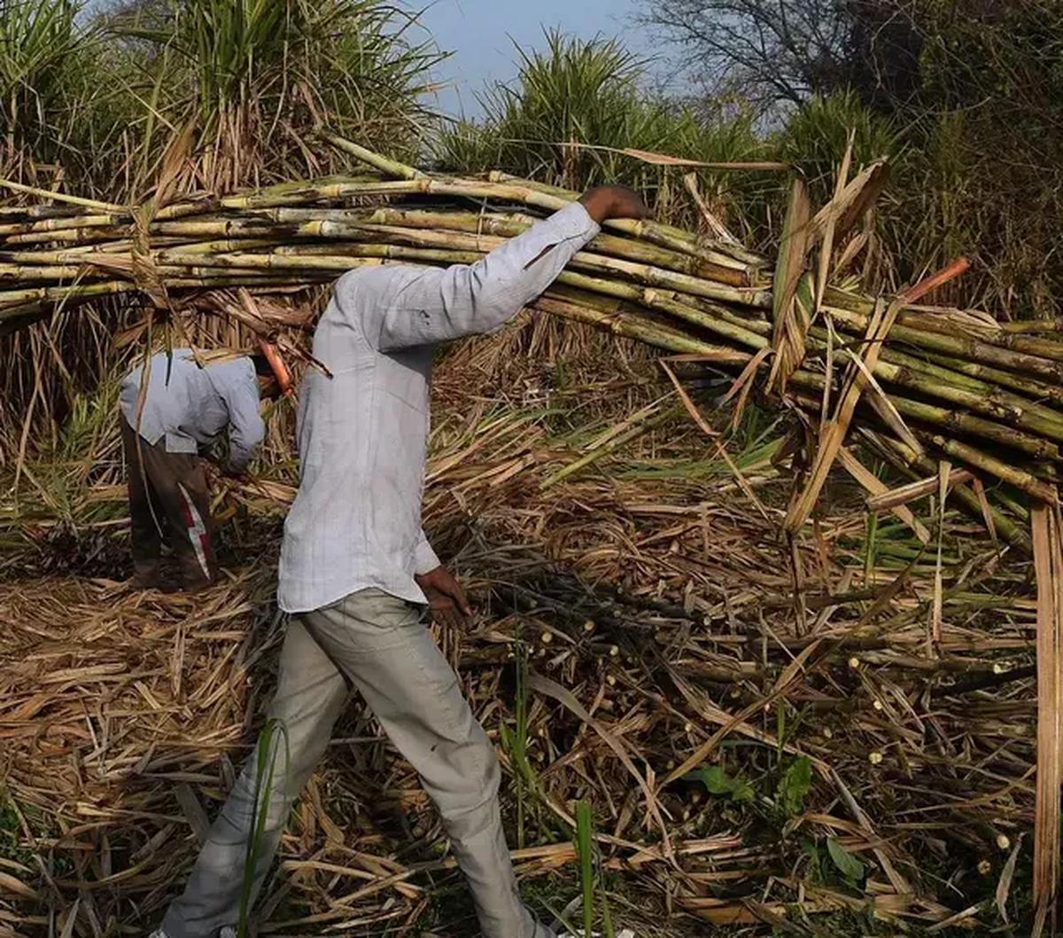 "Dengan meningkatnya hasil panen dan rendemen tebu ini, maka akan mendukung upaya pemerintah dalam meningkatkan produktivitas gula nasional," ujar Burmansyah.