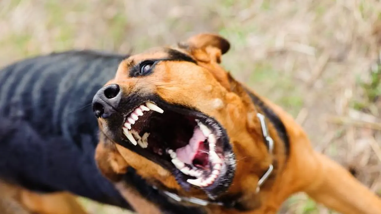 Ilustrasi Anjing Gila/fto:Istimewa (Arfandi Ibrahim/Liputan6.com)