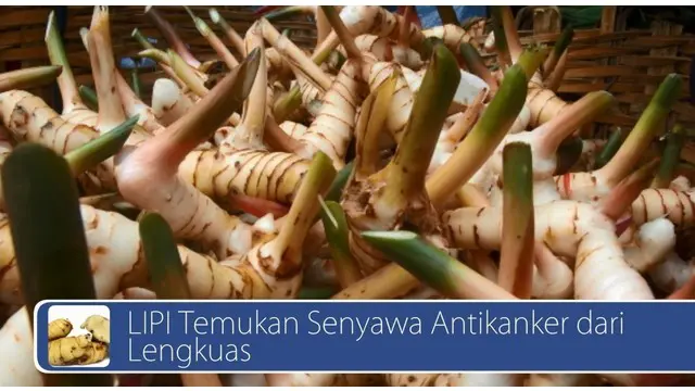 Saat ini LIPI telah mengembangkan senyawa antikanker yang berasal dari senyawa turunan minyak lengkuas yaitu metil zinamat dan Stereofoam inilah yang menjadi bagian penting pada helm saat terjadi benturan untuk menyerap efek benturan. Saksikan video ...