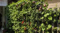 7 Tanaman Buah Rambat Untuk Pagar Rumah Tanpa Tanah Luas, Sulap Lahan Jadi Produktif