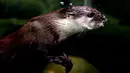 Seekor berang-berang cakar kecil Asia terlihat menyelam di bawah air di Kebun Binatang Shanghai di Shanghai, China timur, pada 10 Juni 2020. Berang-berang yang paling kecil ukurannya di dunia tersebut statusnya menurut IUCN adalah Vulnerable atau rentan terancam punah.  (Xinhua/Zhang Jiansong)