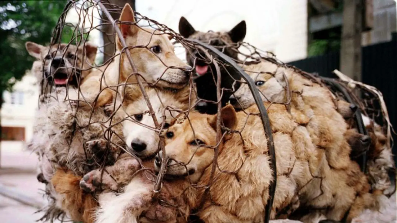 Video Bukti Kalau Vestival Yulin Harus Dihentikan!