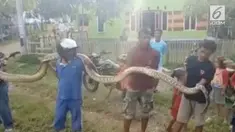 Warga Simboro, Mamuju, Sulawesi Barat, digemparkan oleh penemuan ular piton sepanjang 7 meter saat hendak memangsa kambing.