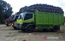 Pemkab Aceh Barat Ingatkan PKS Beli Harga TBS Petani Sesuai Ketetapan Pemerintah