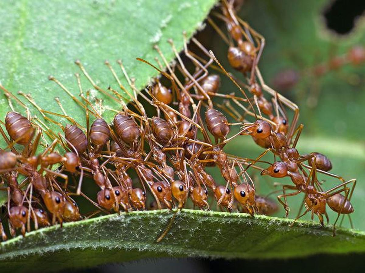 10 Peluang Usaha Ternak Modal Rp 50 Ribu, Cocok untuk Pemula yang Mau Coba-Coba di 2026