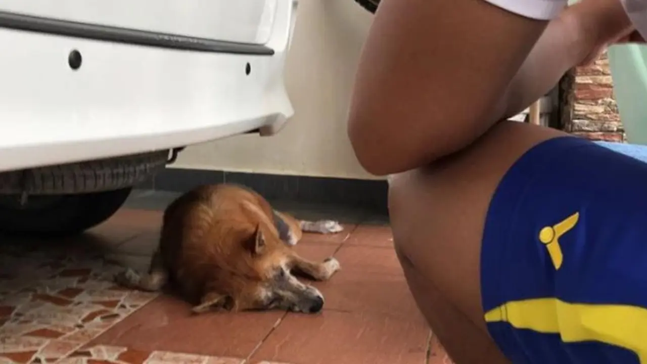 Kisah Haru Anjing Setia yang Mati Melawan Ular Berbisa untuk Lindungi Tuannya