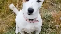Aksi Heroik Anjing Rela Mati Demi Selamatkan Pemiliknya dari Serangan Serigala