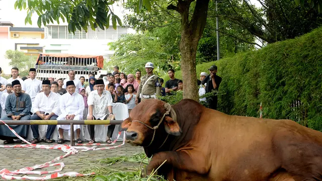 Sapi Limosin