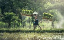 Cara Menghitung Zakat Padi Sawah, Umat Muslim Wajib Tahu