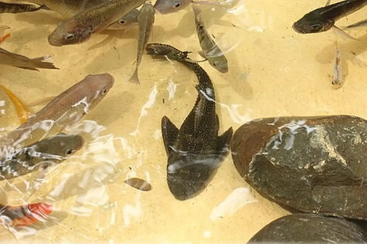 Cara Mengolah Ikan Sapu-Sapu Jadi Pakan Ternak, Berkualitas Tinggi