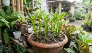 7 Cara Membuat Kangkung Tumbuh Kembali dari Potongan Batang, Anti Gagal