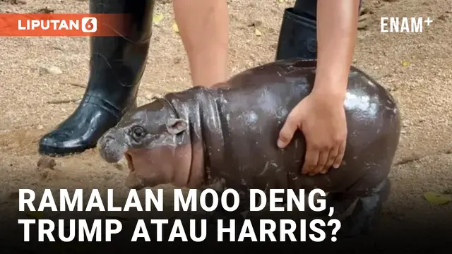 VIDEO: Moo Deng, Kuda Nil Viral Ramal Pemenang Pilpres AS