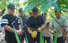 Pemkab Luwu Genjot Pengembangan Klon Unggul Kakao, Dorong Peningkatan Produksi dan Ekonomi
