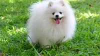 Ilustrasi anjing jenis Pomeranian 