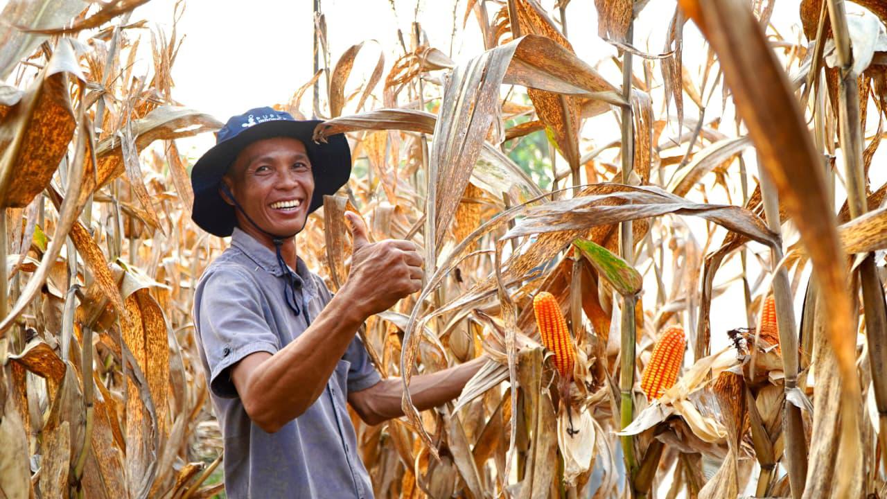 Indonesia Swasembada Jagung, Petani Dipastikan Tak Rugi