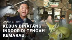 Cuaca yang lagi panas-panasnya, suka bikin 'mager' kalau mau aktivitas di luar ruangan. Nah, kini ada alternatif wisata satwa yang bisa dinikmati tanpa harus berpanas-panasan, yaitu kebun binatang indoor di kawasan Sentul, Kabupaten Bogor.