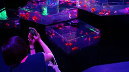 Seorang wanita mengambil gambar ikan mas saat pratinjau pers dari pameran EDO Nihonbashi Art Aquarium 2018 di Tokyo, Jepang (5/7). Pameran tahunan di Tokyo ini akan dibuka untuk umum mulai 6 Juli hingga 24 September 2018. (AFP Photo/Martin Bureau)