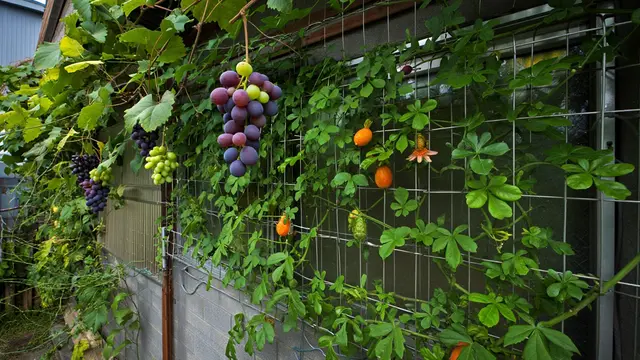 Inspirasi Kebun Buah di Tembok Belakang Rumah (Foto: Reve.com)