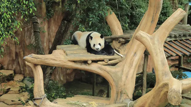 Taman Safari Indonesia
