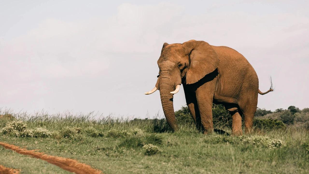Resmi! Pemerintah Larang Atraksi Gajah Tunggang di Seluruh Indonesia