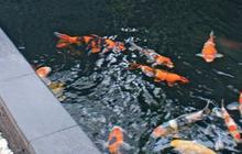 Inspirasi Kolam Ikan Koi Minimalis untuk Mempercantik Hunian