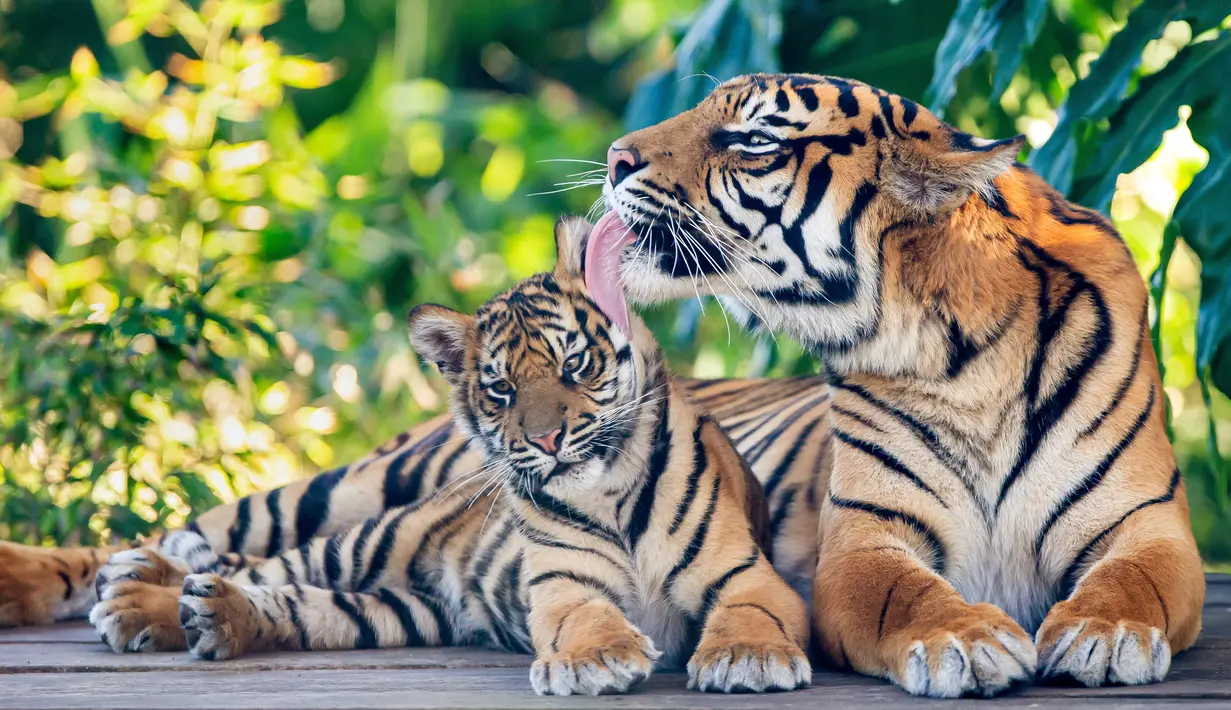 Kebun Binatang Taronga Sydney perkenalkan secara resmi kepada publik tiga ekor anak Harimau Sumatera yang lahir pada awal tahun ini