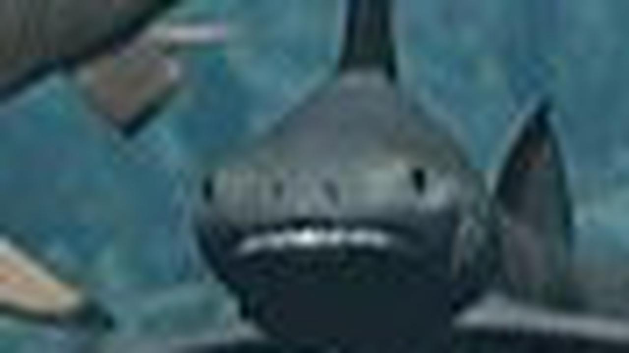 <b>Hiu Hybodus</b>