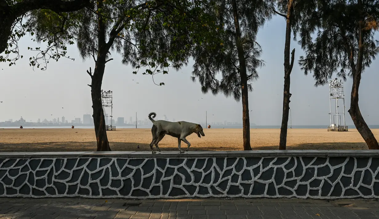 Seekor anjing terlihat di dekat pantai Chowpatty yang sepi selama pembatasan yang diberlakukan oleh pemerintah negara bagian di tengah meningkatnya kasus corona Covid-19, di Mumbai, Kamis (15/4/2021). Kasus virus corona di India mencapai rekor tertinggi pada Rabu, 14 April. (Punit PARANJPE / AFP)