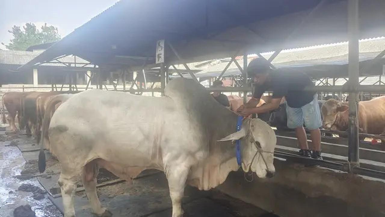Ini Syarat Wajib yang Harus Dimiliki Pedagang Hewan Kurban di Depok