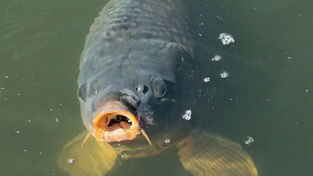 Ikan Gurame (Image by Andreas Lischka from Pixabay)