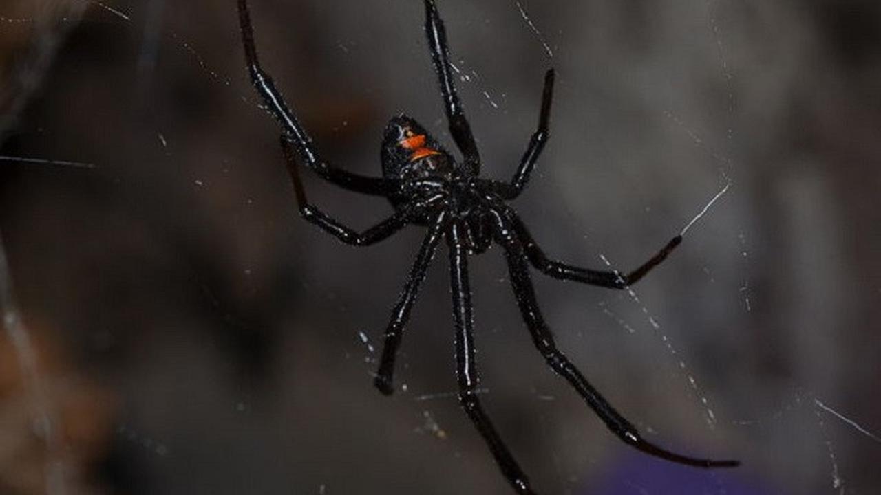 Ingin Jadi Spiderman, Bocah 8 Tahun di Bolivia Biarkan Tangannya ...