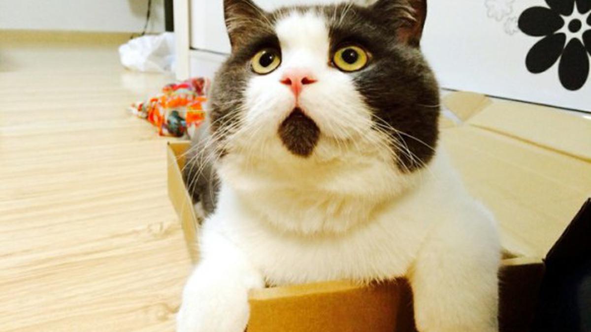 Kucing-Kucing Ini Terkenal Karena Tanda di Bulunya