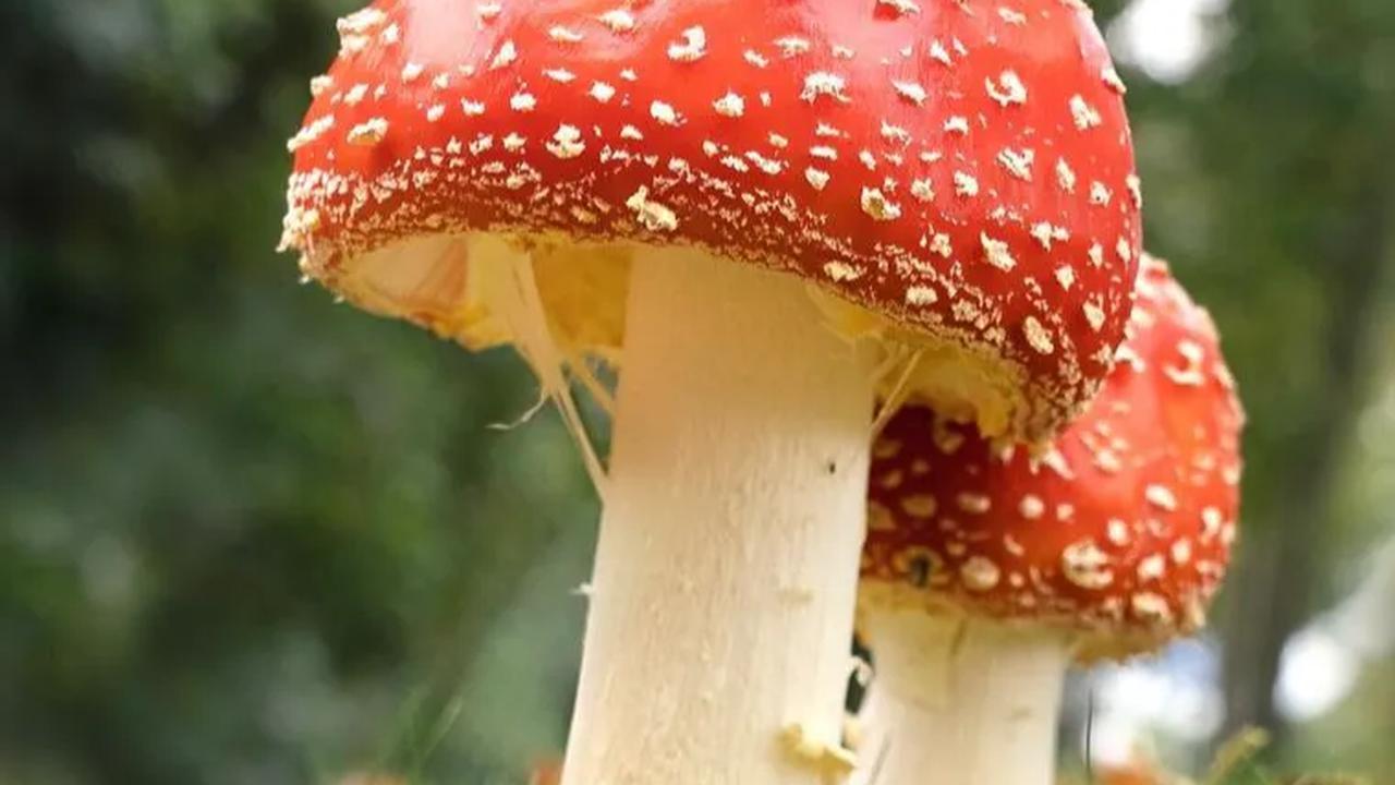 Amanita Muscaria