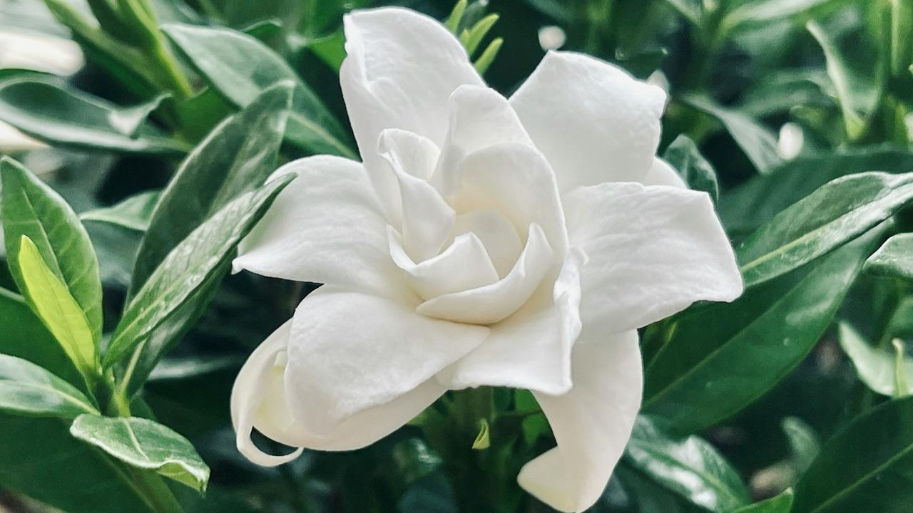 Gardenia