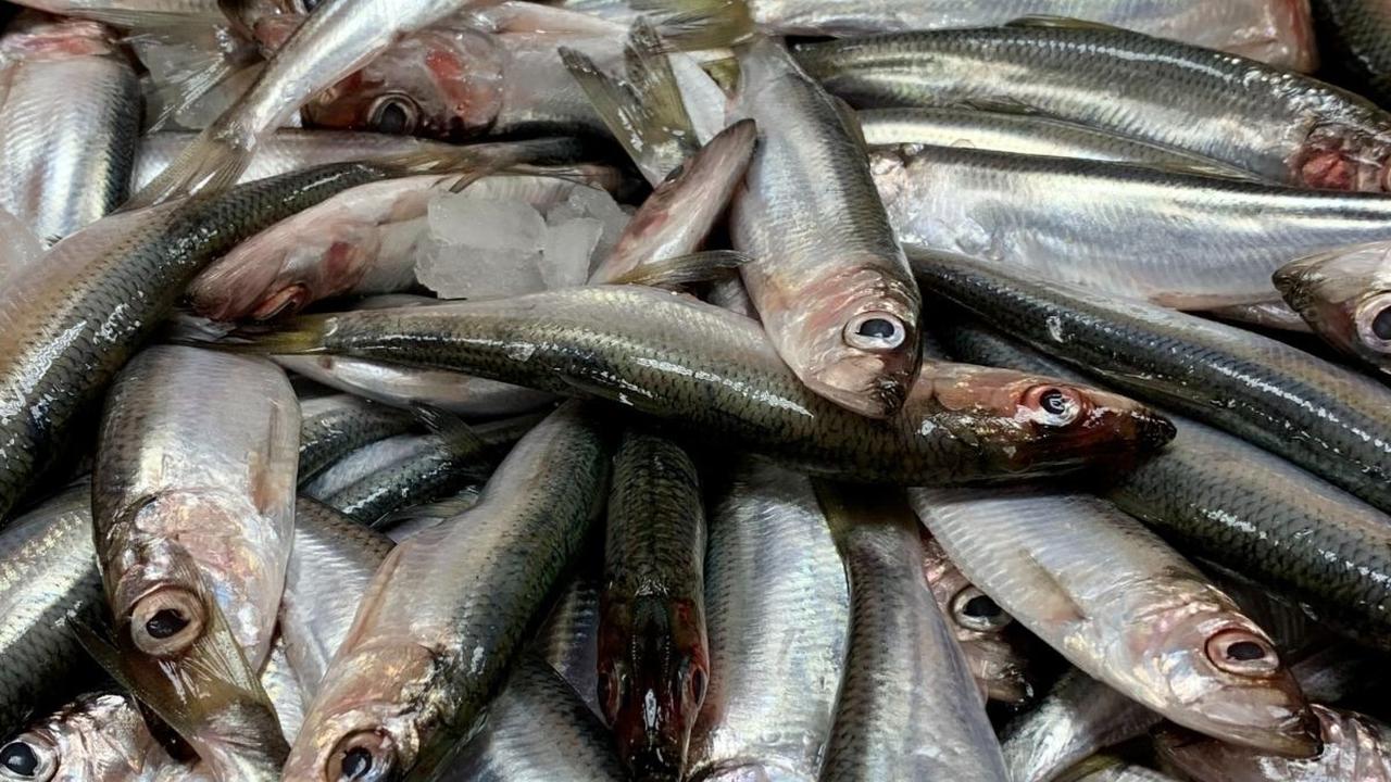 Ikan Teri