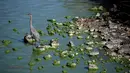 Seekor bangau duduk di bebatuan di Clear Lake yang tertutup ganggang biru-hijau di Redbud Park di Clearlake, California (26/9/2021). Pejabat setempat mengatakan telah menemukan sianotoksin berbahaya tingkat tinggi dari ganggang di danau tersebut. (Justin Sullivan/Getty Images/AFP)