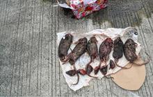 VIDEO: Teror Makin Ngeri, Tempo Dikirim Bangkai 6 Tikus Terpenggal Sebelumnya Kepala Babi