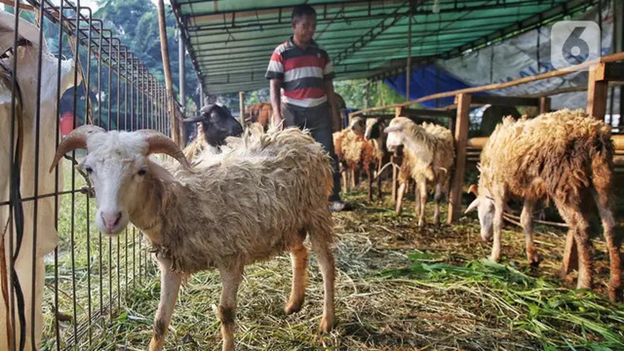 Jelang Idul Adha 1446 Hijriah, Penjualan Hewan Kurban Marak di Jakarta