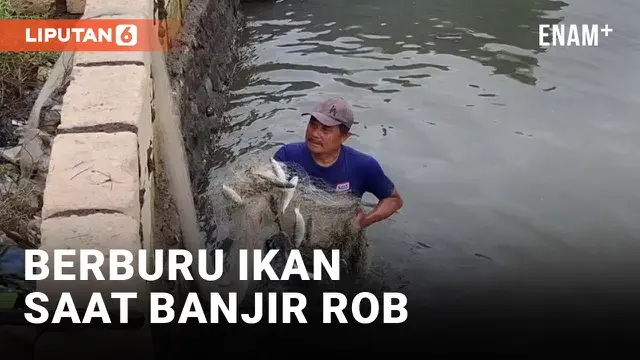 VIDEO: Tambak Ikan Jebol Akibat Banjir Rob, Warga Sidoarjo Langsung Berburu