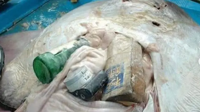 Pilu, Botol hingga Kamera Ditemukan dalam Bangkai Perut Ikan Pari