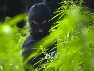 Personel kepolisian memusnahkan ladang ganja di kawasan hutan Montasik, Aceh Besar, Aceh, Rabu (6/3/2019). Polres Aceh Besar memusnahkan 80 ribu batang lebih pohon ganja dilahan seluas tiga hektare di dua lokasi. (CHAIDEER MAHYUDDIN / AFP)