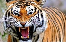 Pekerja Hutan Akasia di Inhil Tewas Diterkam Harimau, Bagian Tubuh Terpisah